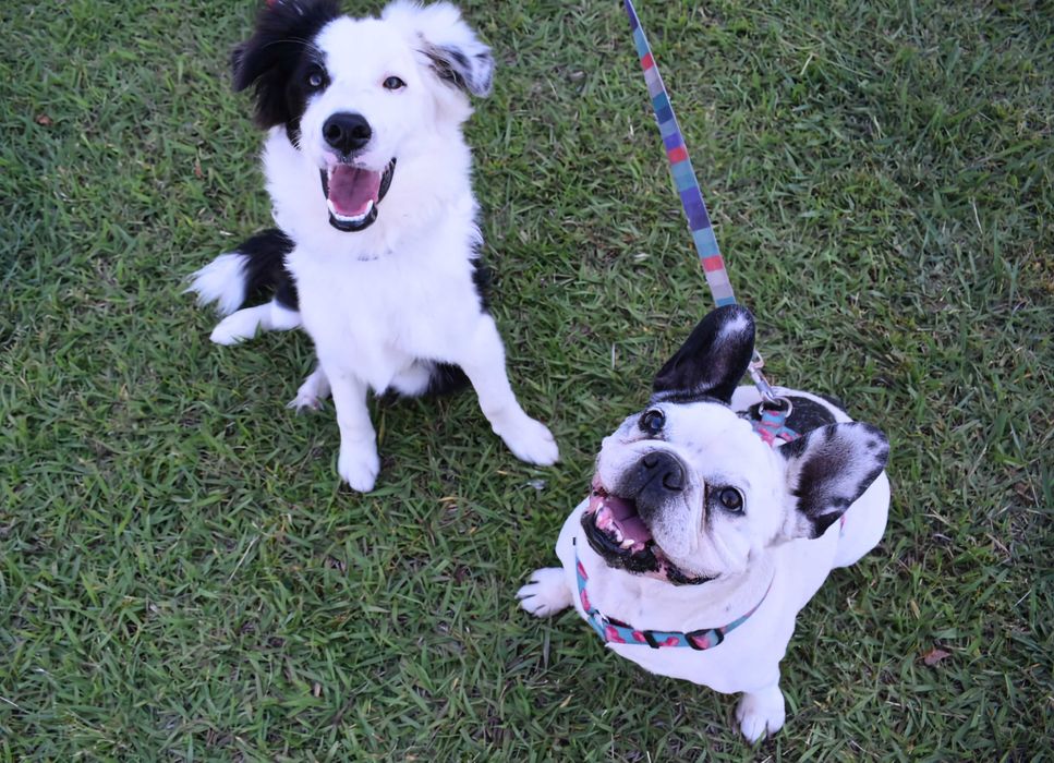 Petsitting e Estadia Familiar