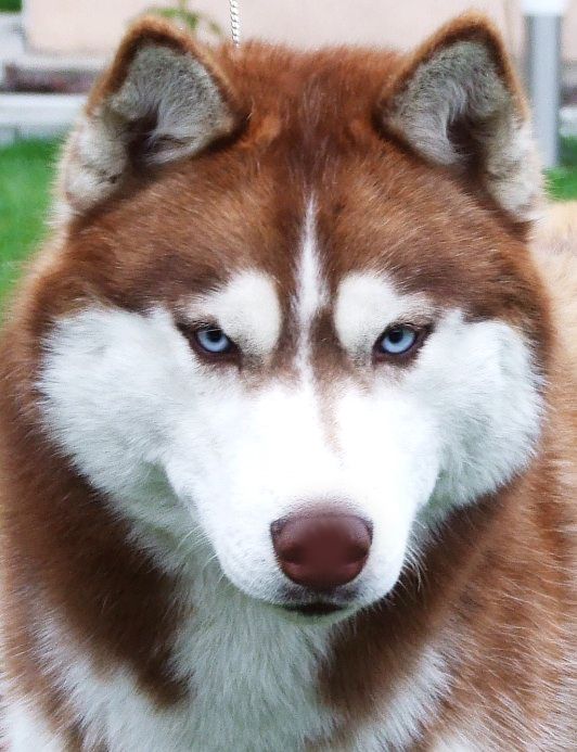 Кобель сибирский хаски открыт для племенного разведения