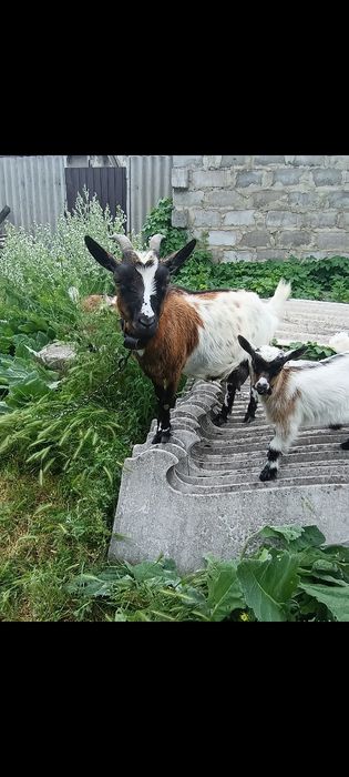 Камерунская козочка