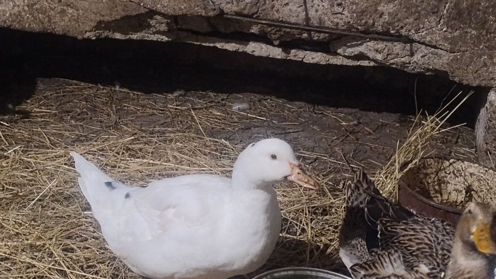 Mam do spszedańa kaczora i kaczuśe