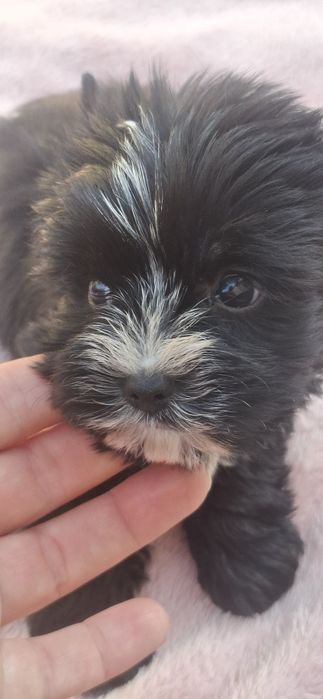 Piesek rasy Yorkshire Terrier