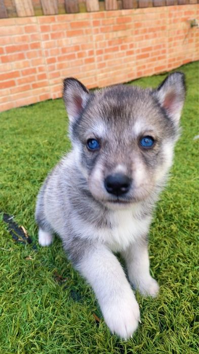 Husky siberiano