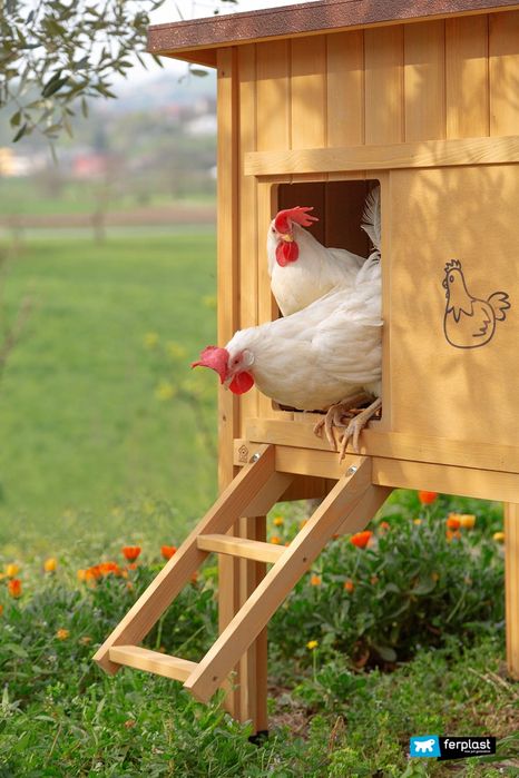 Продам курей несушок! Доставка безкоштовна!