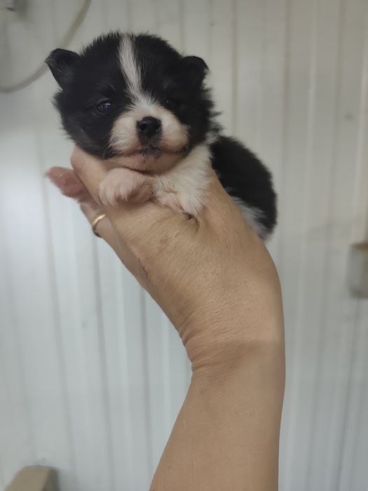 Spitz anão femea