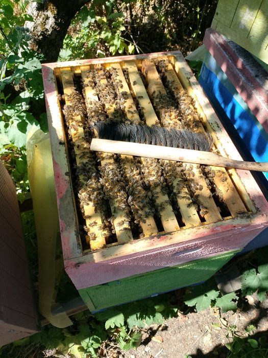 Продам бджолопакети