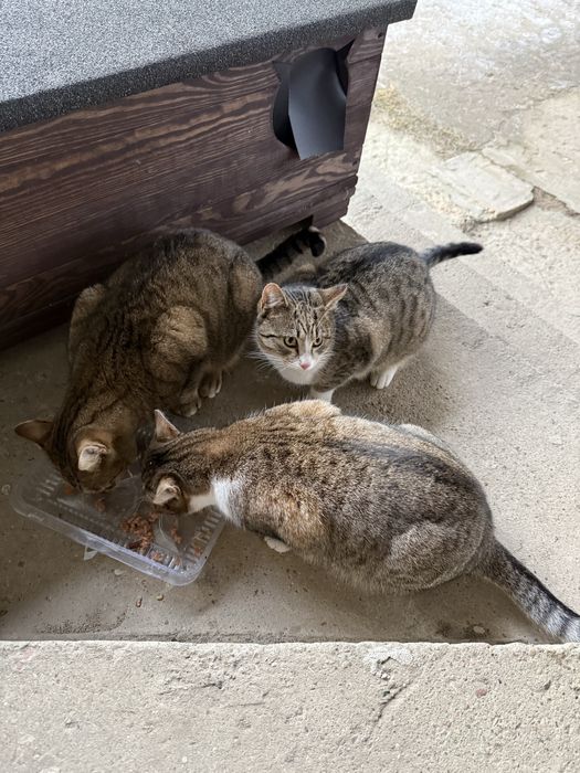 Oddam kotke 6 miessircy. urodzona 15.06