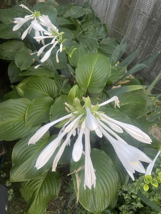Хоста белая цветы