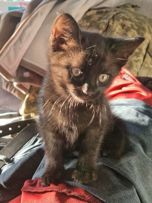 Кошеня, дівчина, чорного кольору Сіренький хлопчик Віддам. Безкоштовно