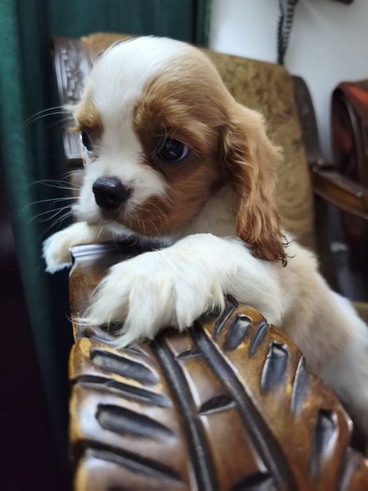 Кавалер Чарльз кинг  спаниель ксу