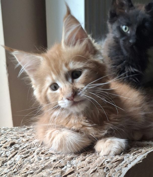 Ruda koteczka Inez z rodowodem