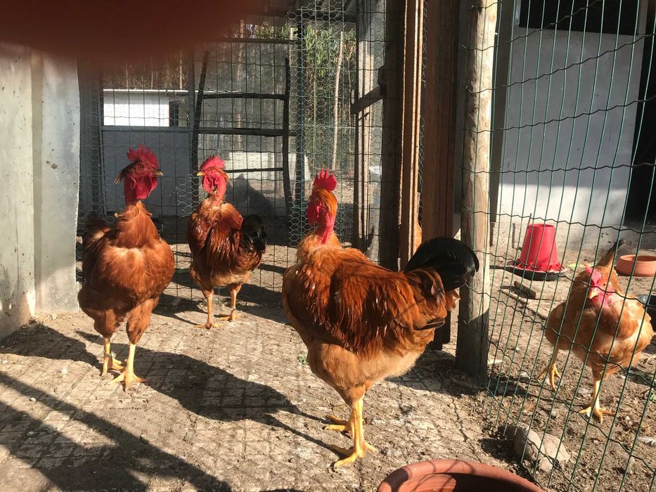 Ovos fecundados e pintos Pedrês, Preta Amarela, Branca BIO certificado