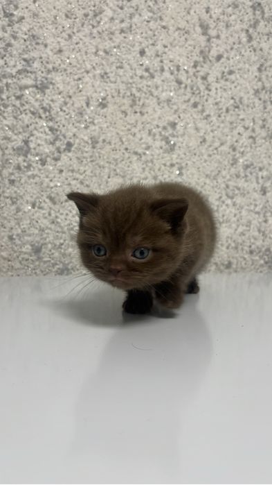 Британские котята продам