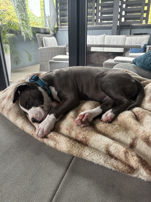 American stafordschire terrier
