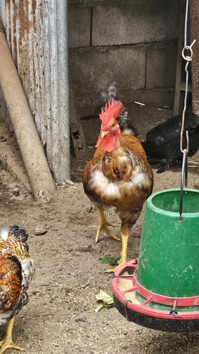 Galos/frangos caseiros para venda