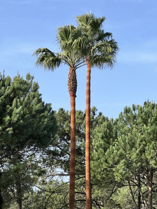 Poda e corte de arvores - TREE SERVICES