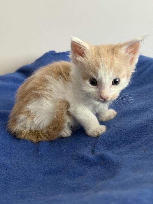 Kocurek Maine Coon do rezerwacji