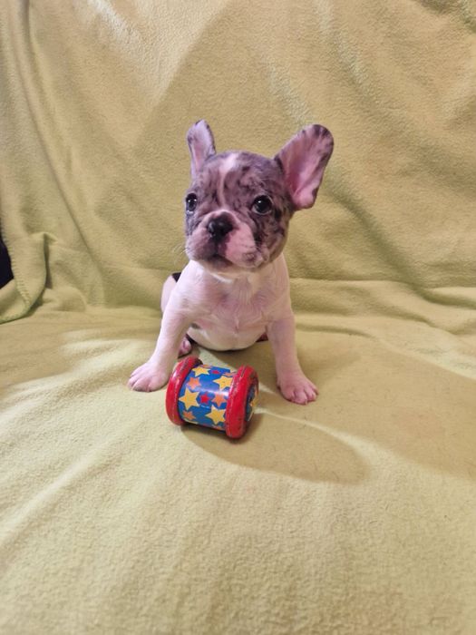 Французький бульдог