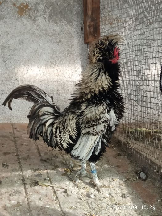 aves troco este pombo raça papo de vento