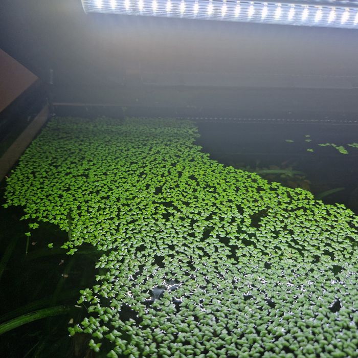 Envio Conjunto de plantas aquario