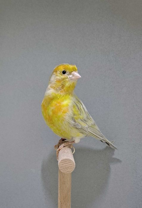 kanarek Biały agat żółta mozaika samiec