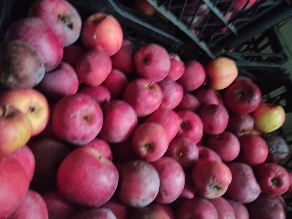 яблука осінні 13-15 грн. (жовті,червоні), різних осінньо-зимових сорті