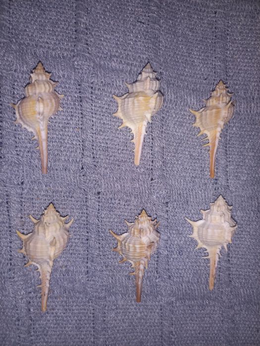 Buzios 5 cm - 6 unidades