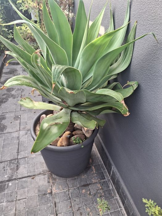 Plantas em vaso de barro