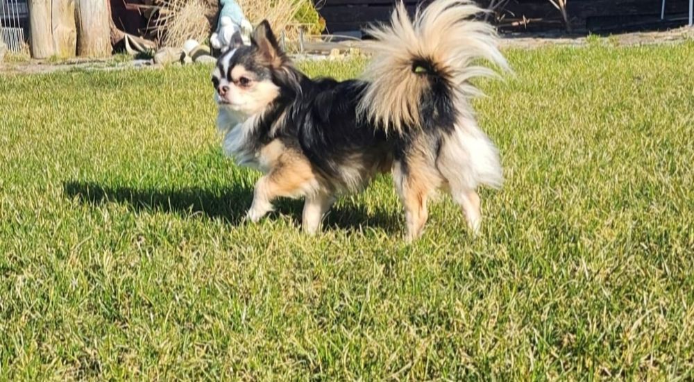Chihuahua długowłosy FCI