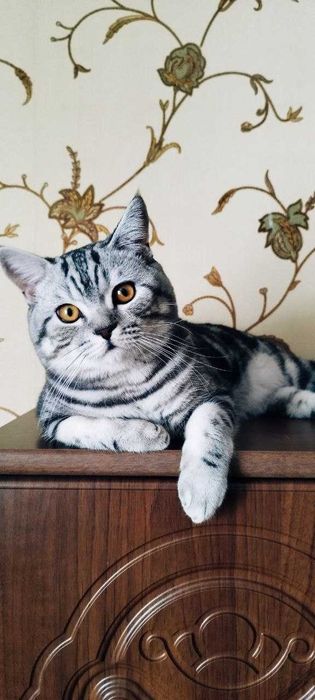 В’язка - шотландський прямовухий кіт