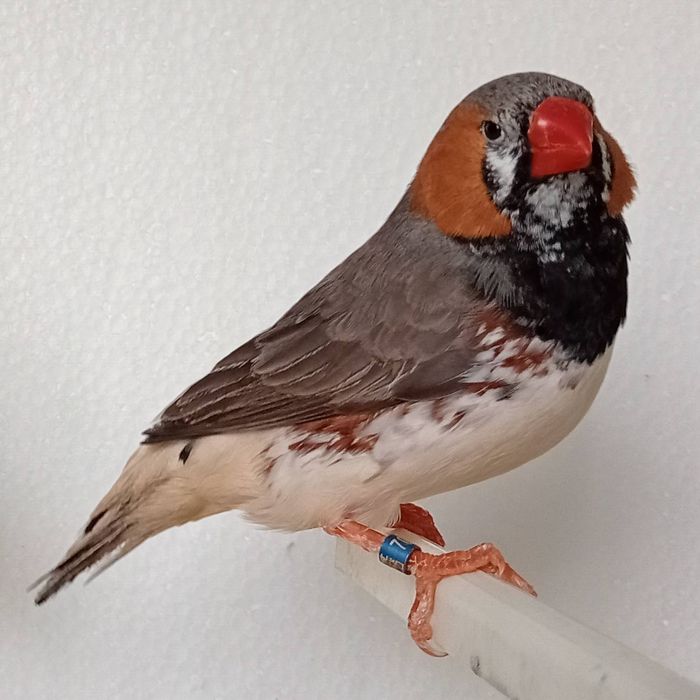 Diamantes Mandarins Exposição