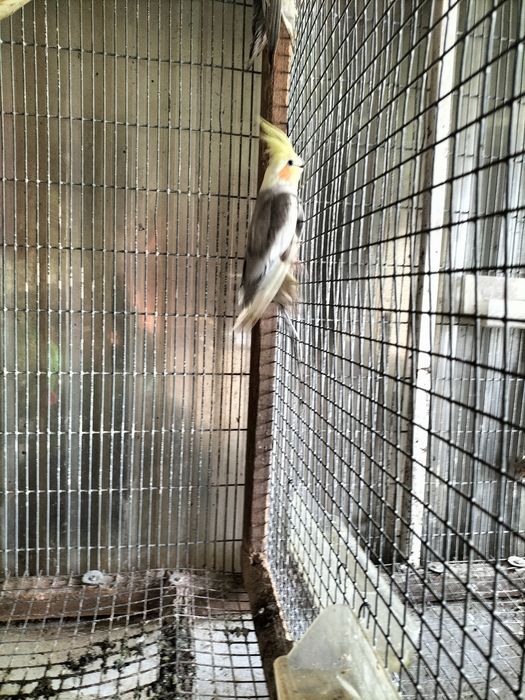 Caturras para troca ou venda