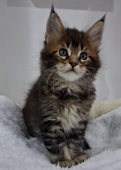 Gatinha Maine Coon com Lop