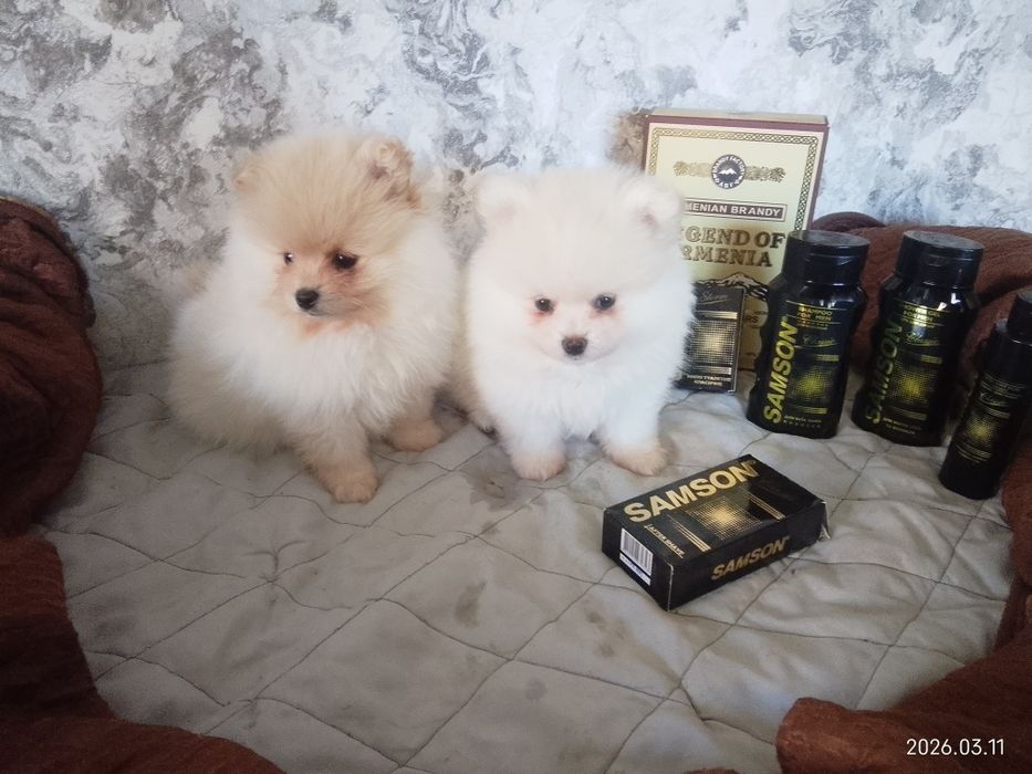 Померанський шпіц готовий до продажу