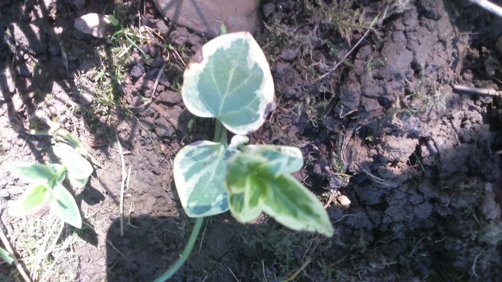 барвінок багаторічник