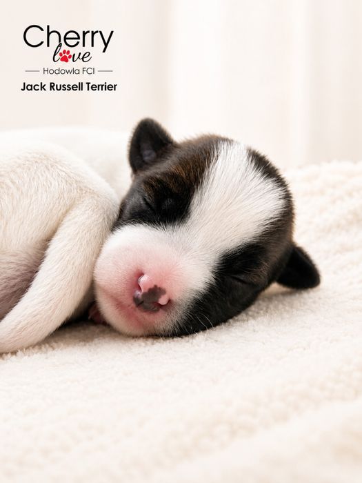 Jack Russell Terrier ZKwP FCI