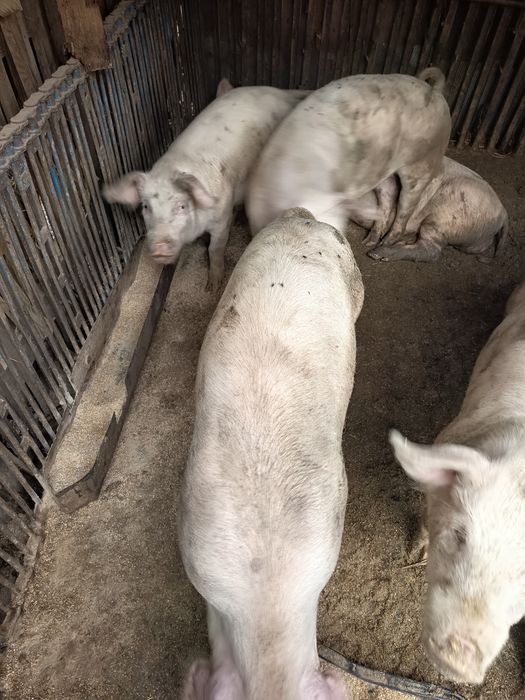 Продам домашні свині