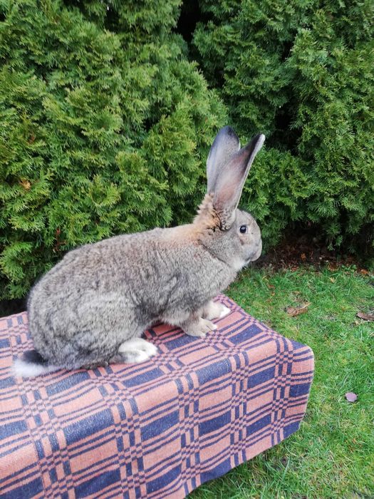 Królik belg szynszylowaty