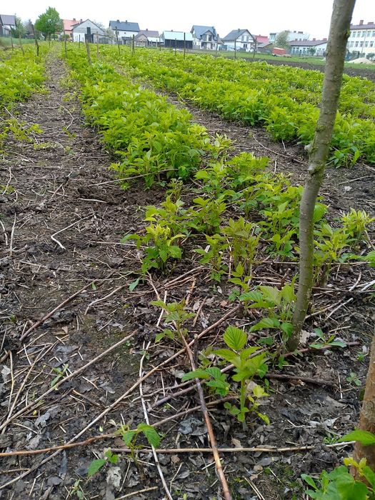 Sprzedam sadzonki maliny poemat