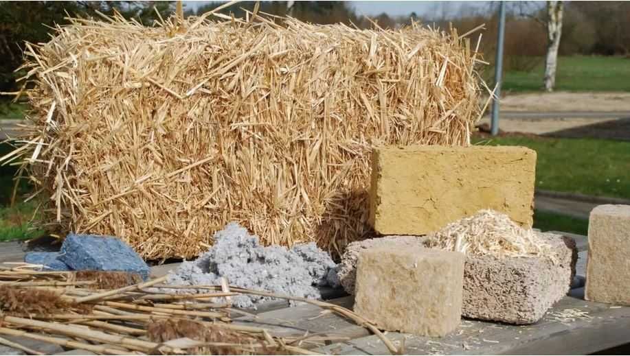 Мискантус Гигантский. MISCANTHUS GIGANTEUS, семена, корневища, ризомы.