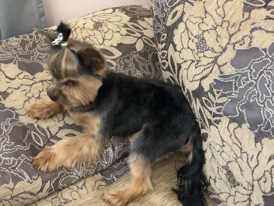 Вʼязка. Міні йорк.