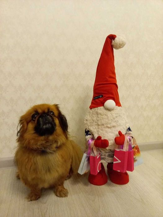 Вигуляю Вашого собаку (Нова Буча/Буча Квартал)  200 грн/година