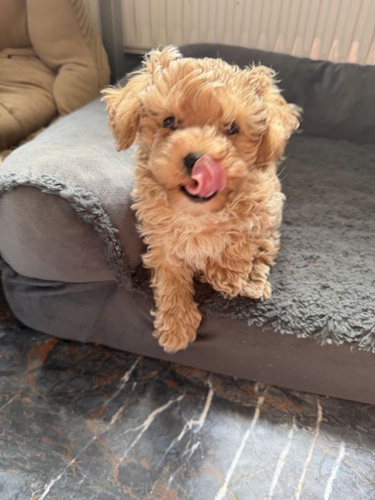 Maltipoo śliczny piesek bardzo malutki