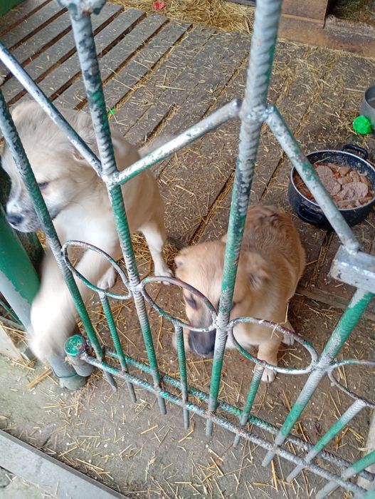 Oddam w dobre ręce dwa pieski 3 miesięczne