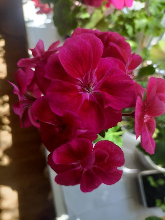 Пеларгонія Dolce Vita mia purple eyes