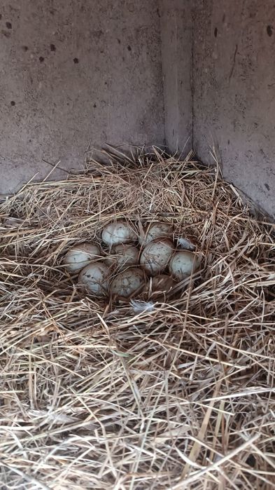 Ovos Galados de Pato Corredor Indiano - Quintinha de Sicó