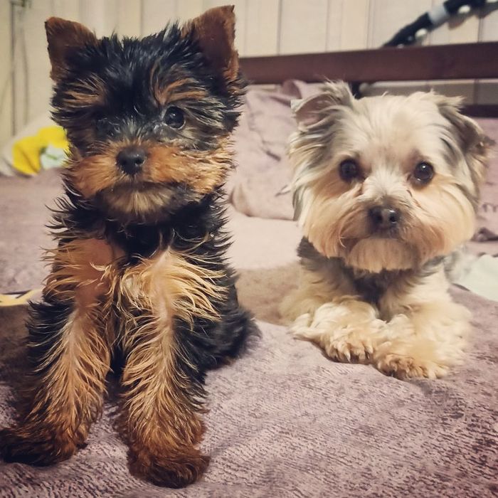 В'язка йорка. Йоркширський тер'єр. Йорк.Мини .Миник