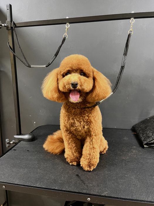 Послуги грумера.