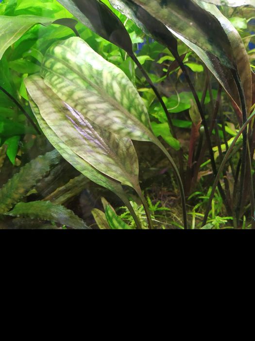 Акваріумні рослини. Набір