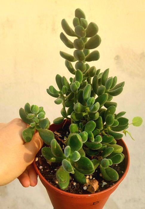 Suculentas 5€ cada