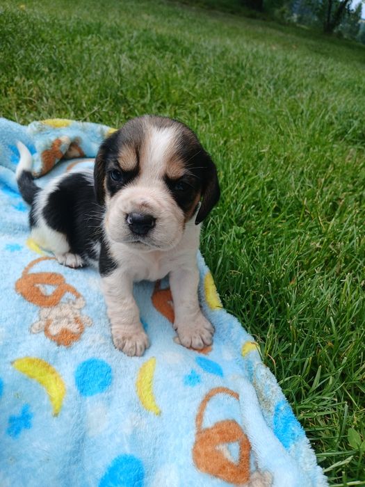 Beagiel tricolor